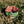 Load image into Gallery viewer, hellgruen rosen soulmate
